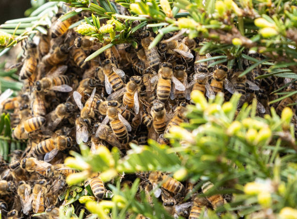 Professional Bee Control