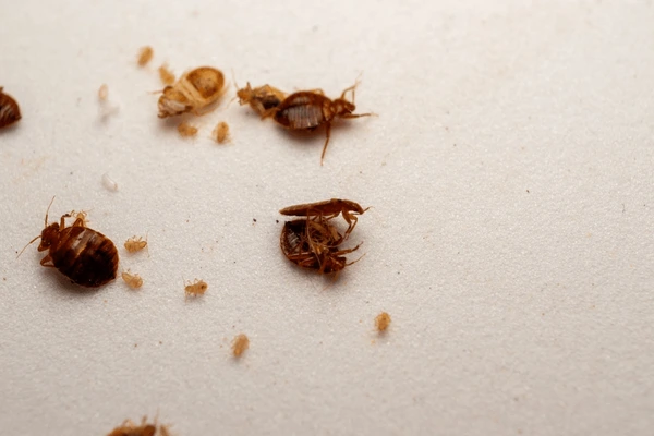 Hotel Cleaning Bed Bug Prevention