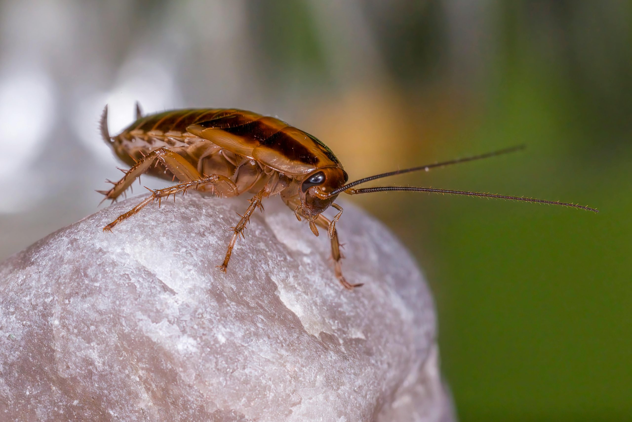 Pest Control Technicians