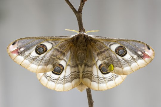 Professional Moth Inspection