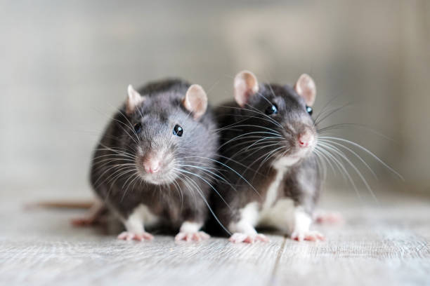 Melbourne Commercial Rat Removal