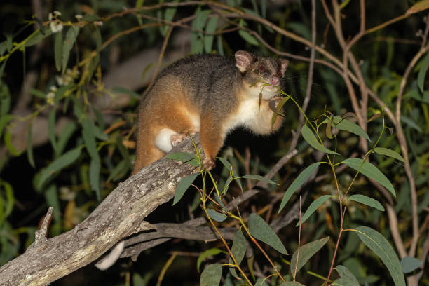 Licensed Possum Catcher